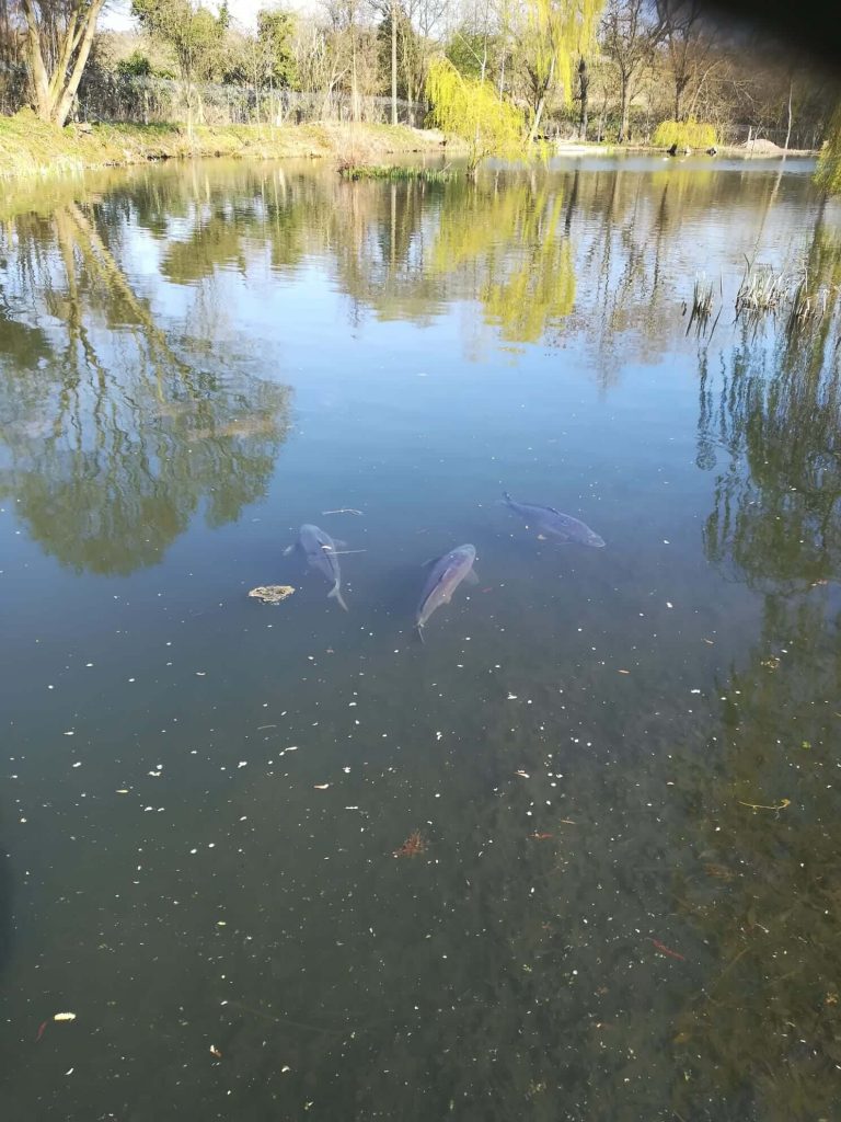 Spring Pools Carp Fishery