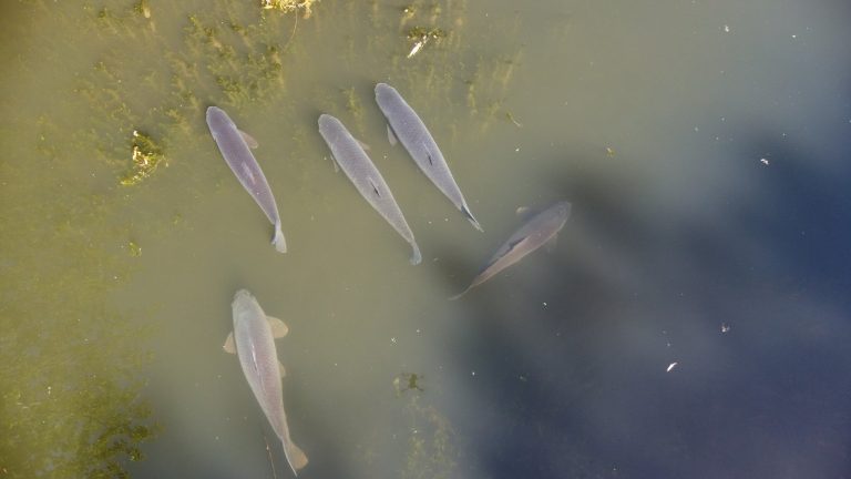 Spring Pools Carp Fishery