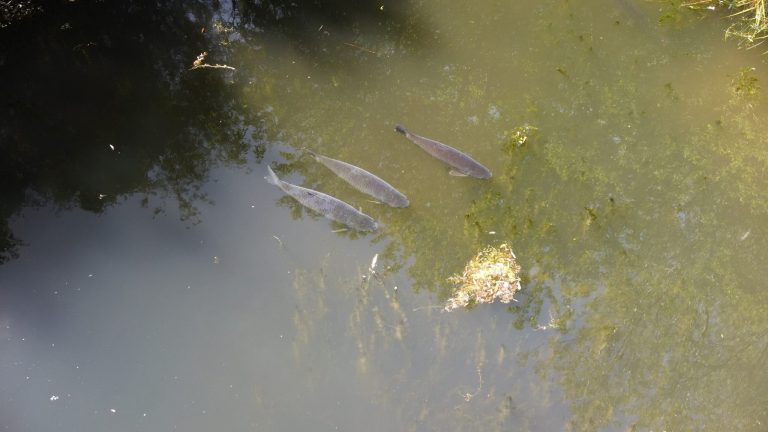 Spring Pools Carp Fishery